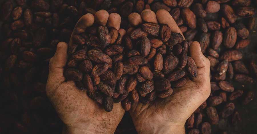 hands holding coffee beans